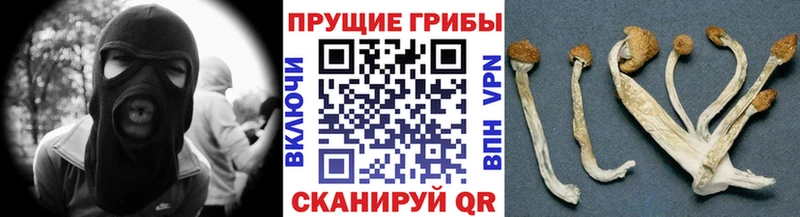 наркошоп Александровск Псилоцибиновые грибы мицелий